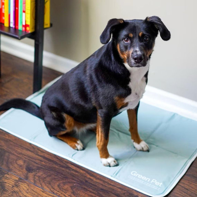 THE GREEN PET SHOP Cool Pet Pad, Sage Gray, Medium - Chewy.com