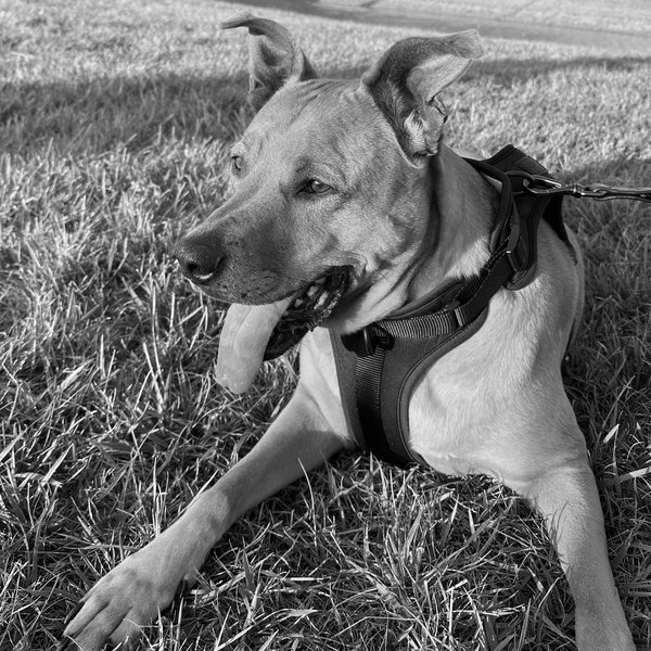 Donate to Mia's Favorite Animal Shelter