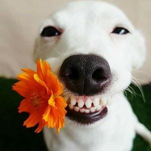 Puppy Fund