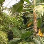 Luthy Botanical Garden