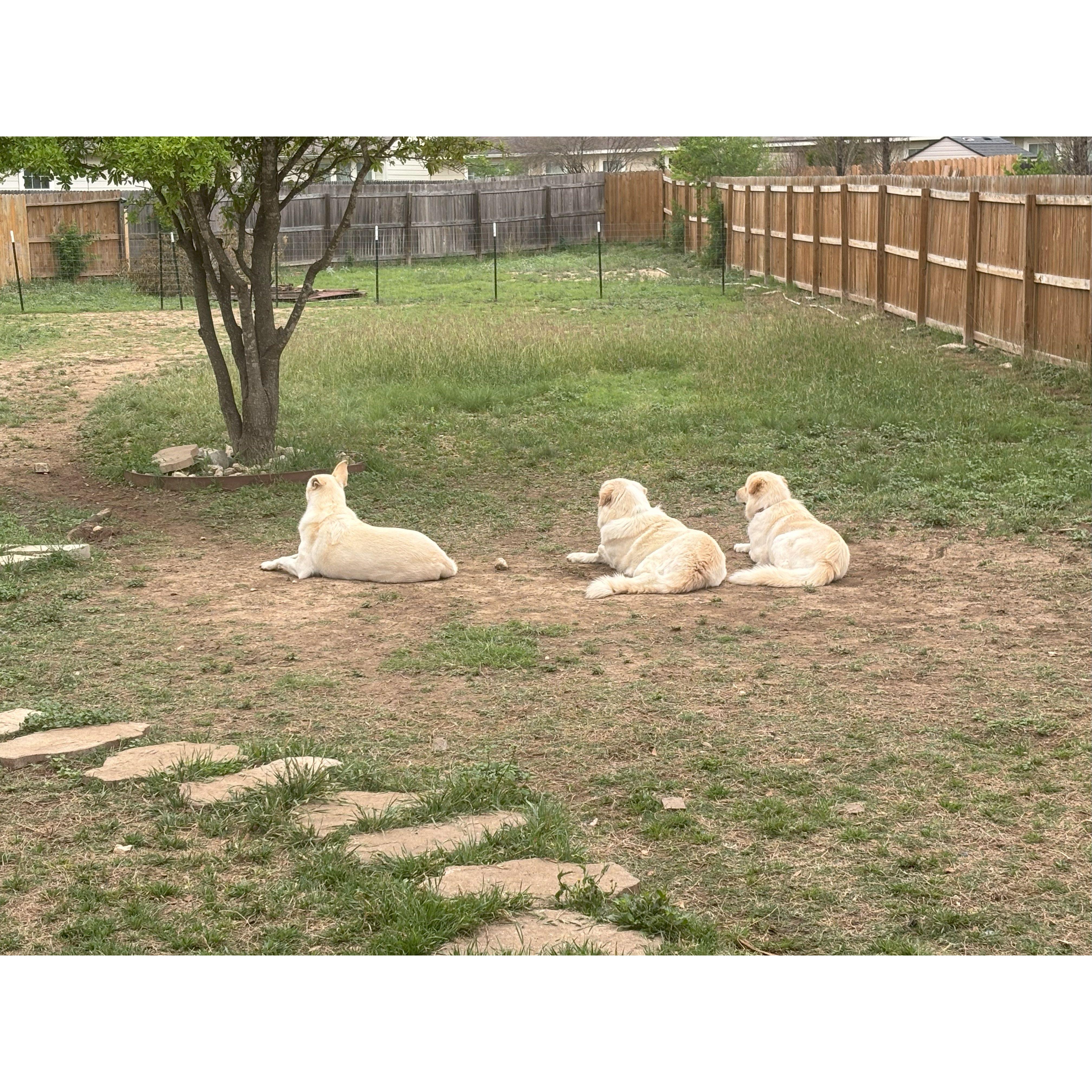 Our dogs Kevin, Bubbles, and Ginger