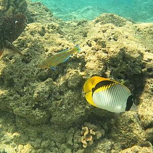 Snorkeling For Two at Molokini Crater