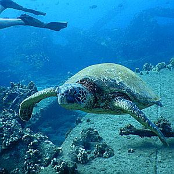 Scuba Diving Tours