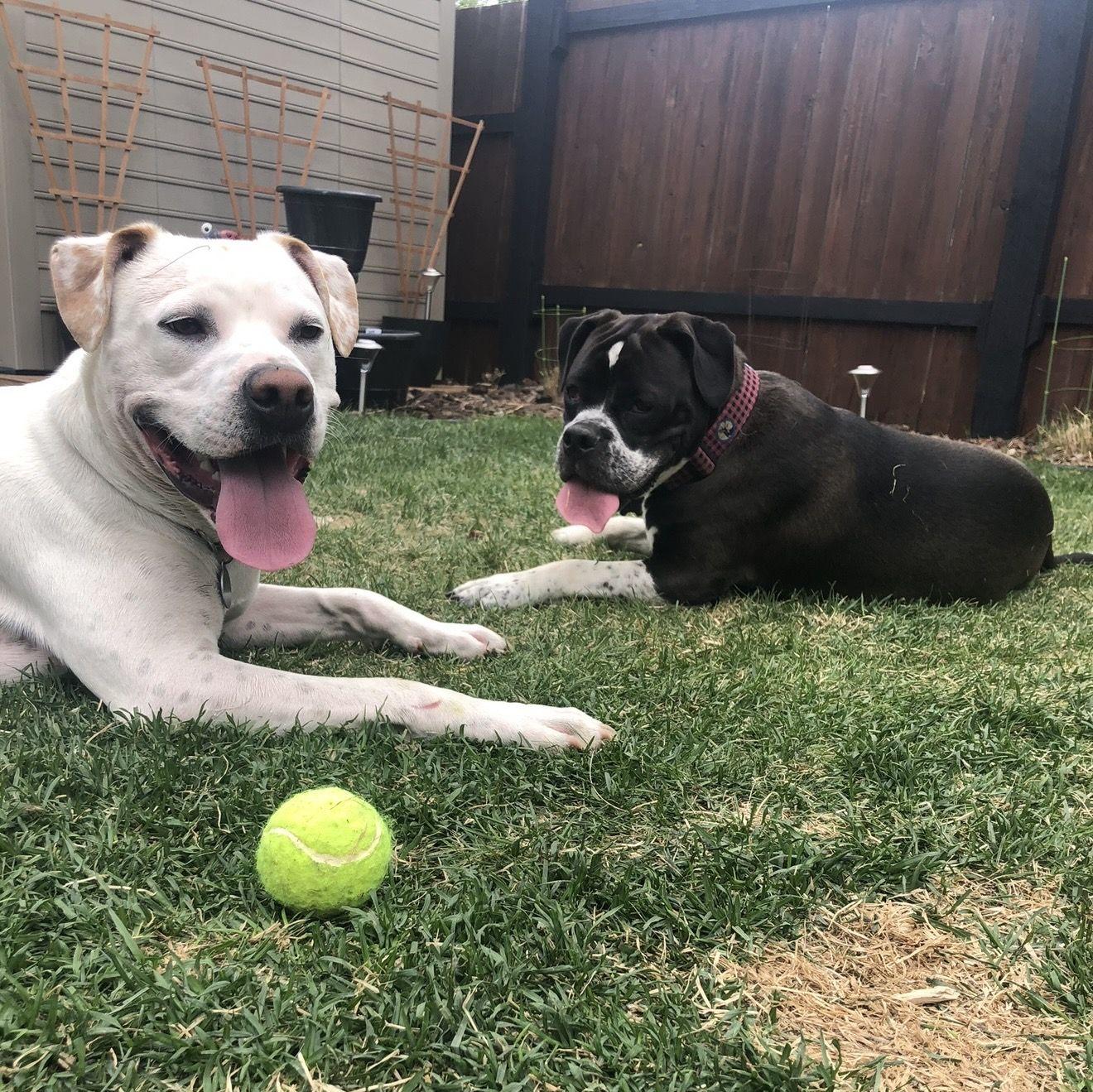 The dogs fell in love right away
May 2020