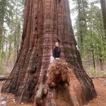 Calaveras Big Trees State Park
