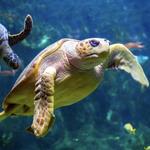 Tennessee Aquarium