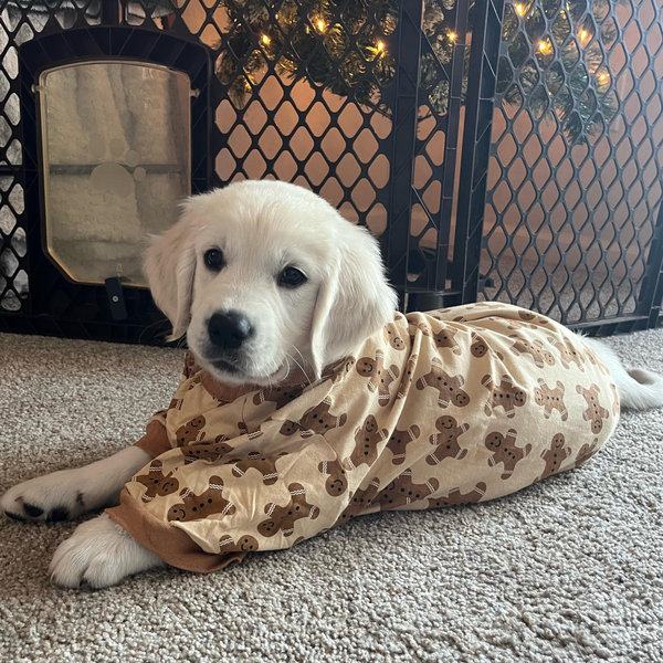 Our Golden Retriever Fund