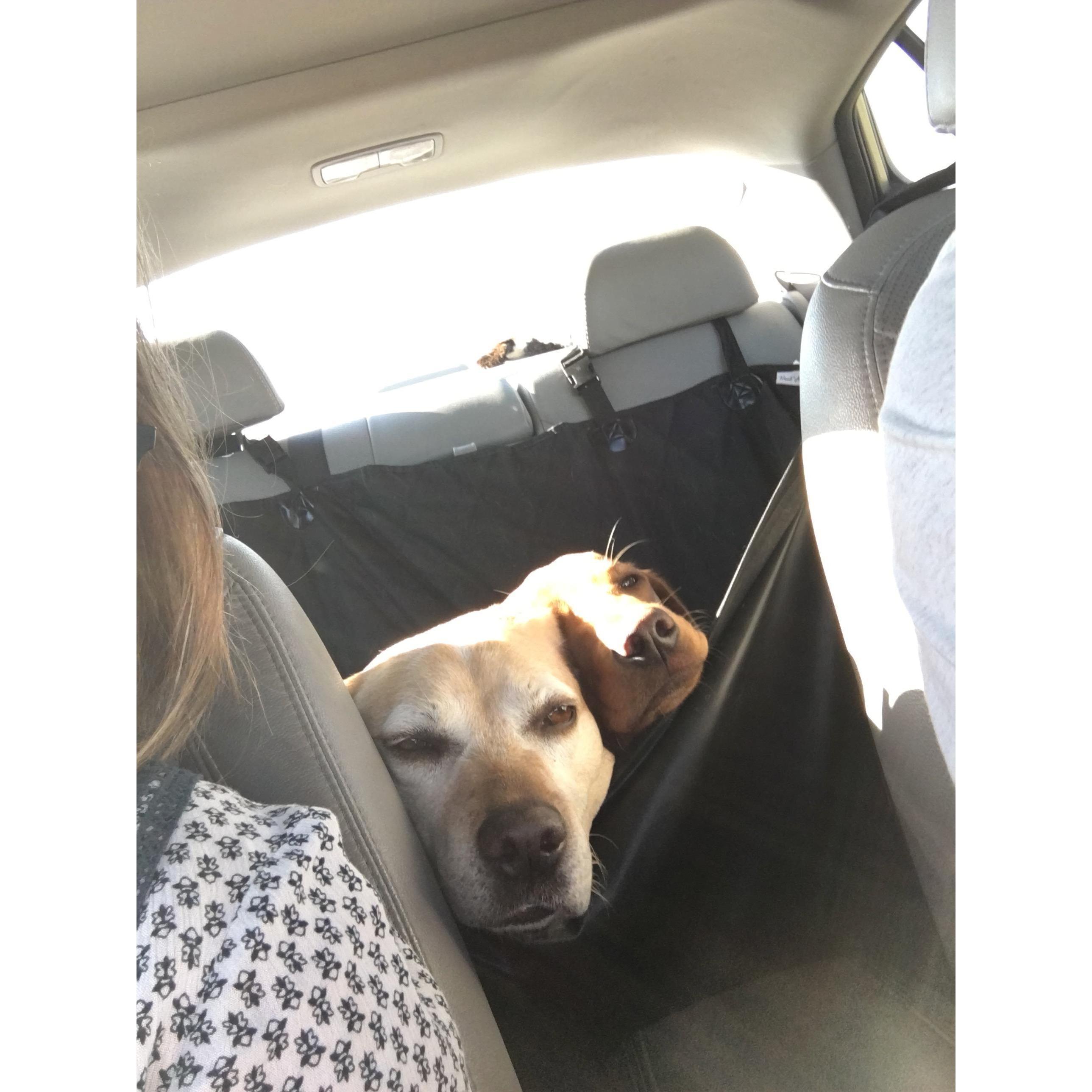 "We don't like long car rides."