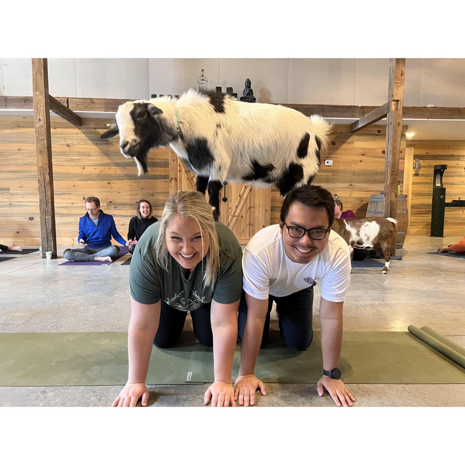 Goat yoga for Glenn's Bday