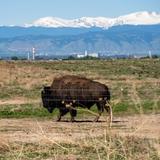 Rocky Mountain Arsenal National Wildlife Refuge
