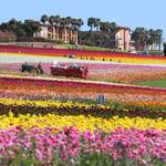 The Flower Fields