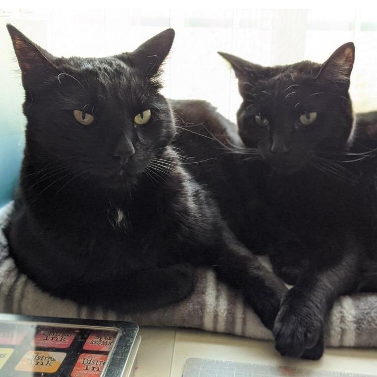 Mocha and Toast.
January 2020
