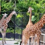 Naples Zoo at Caribbean Gardens