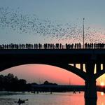 Congress Avenue Bridge