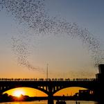 Mexican Freetail Bats