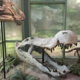 Witte Museum