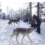 Colorado Wolf and Wildlife Center