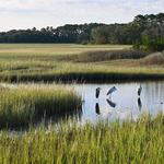Pinckney Island National Wildlife Refuge