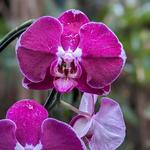 Cleveland Botanical Garden