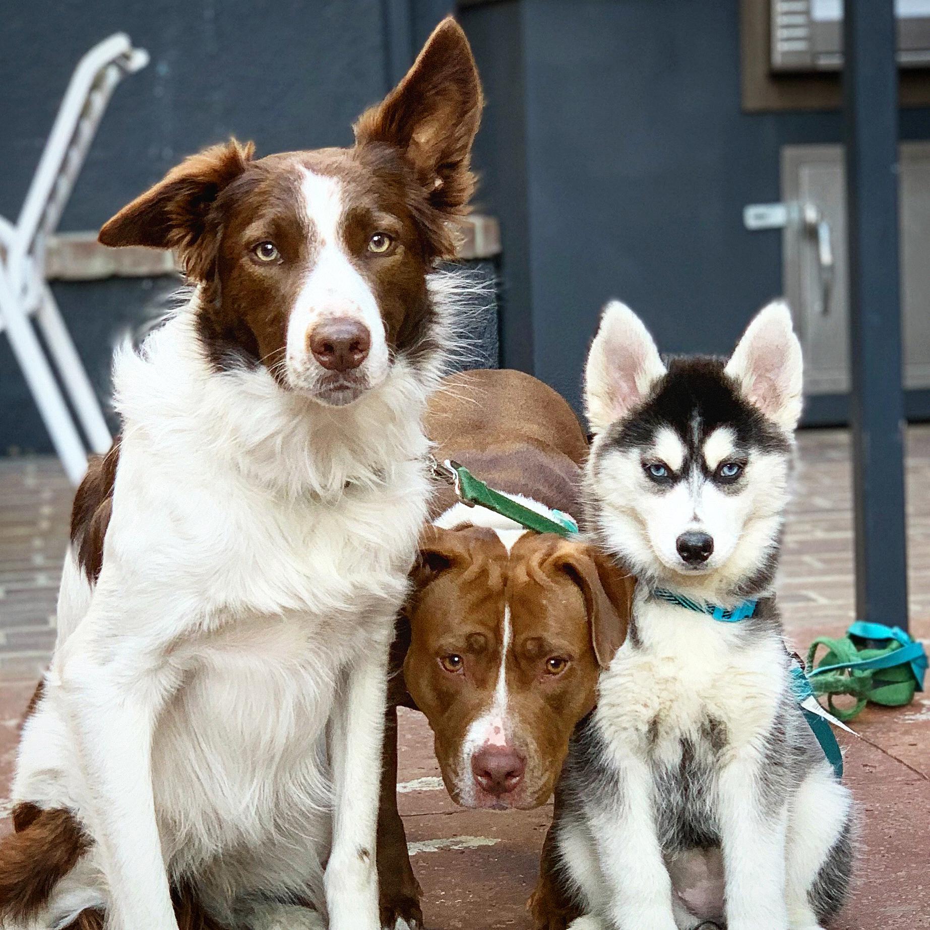 All three doggos doin a look
