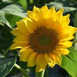 ANGE'S SUNFLOWER FIELD