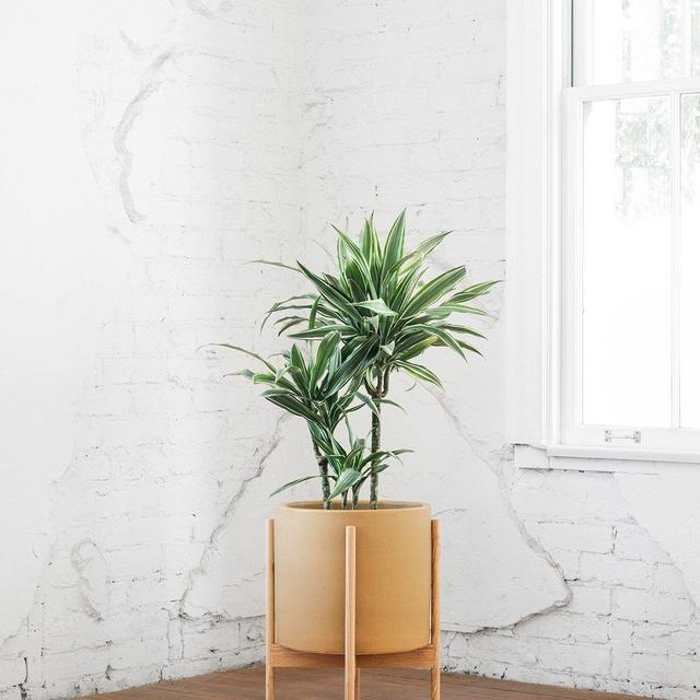 Case Study Ceramics® Large Cylinder with Stand - Mustard