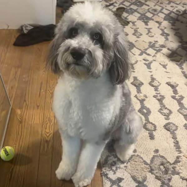 Lucky in Love - Boarding while we’re away