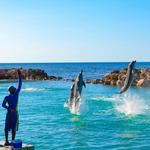 Dolphin Cove Ocho Rios