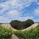 Niner Wine Estates