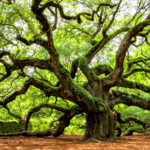 Angle Oak Tree
