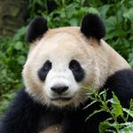 San Diego Zoo