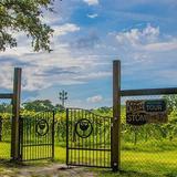 Deep Water Vineyard
