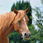 Assateague Island National Seashore