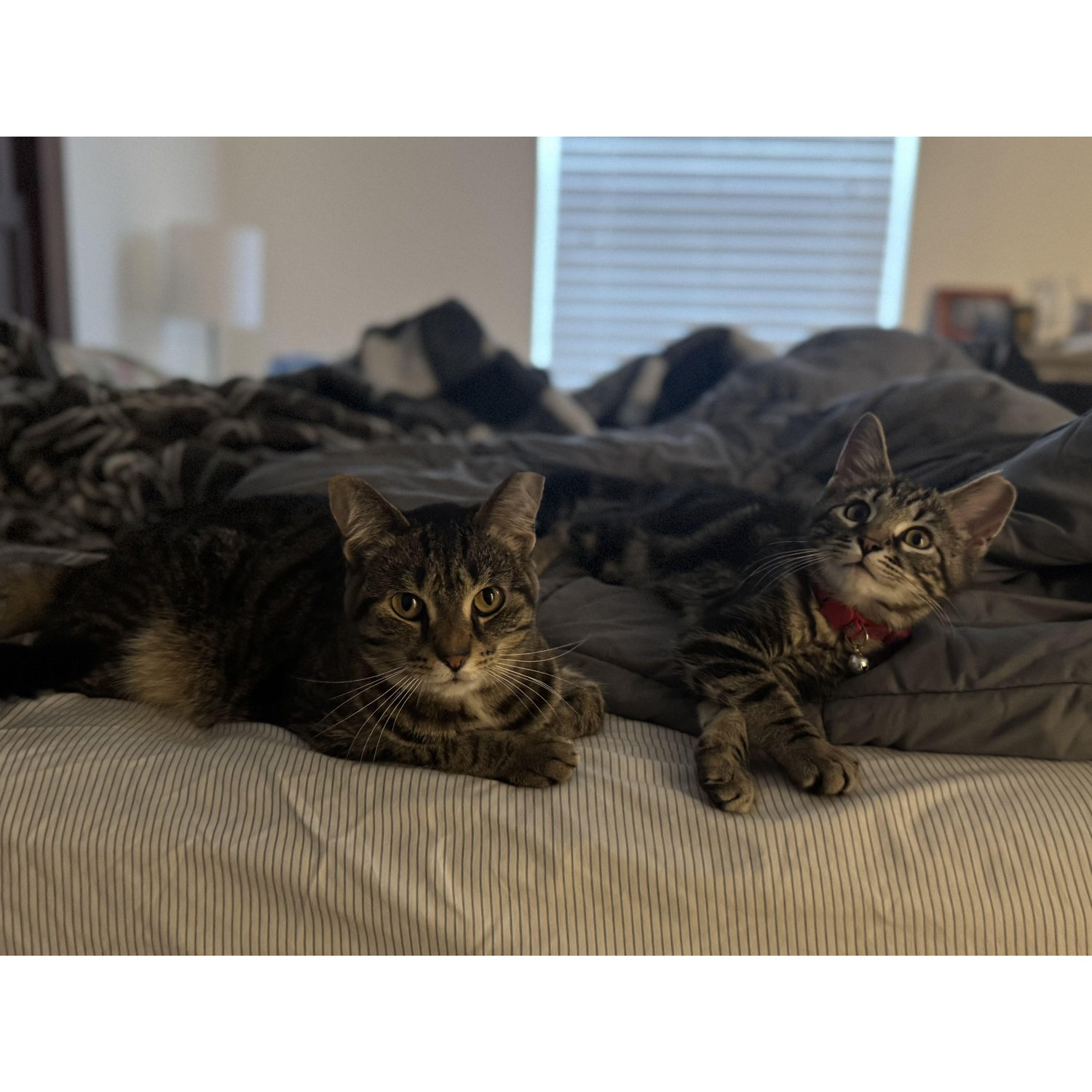 Meet our cats, Michael and Steve!