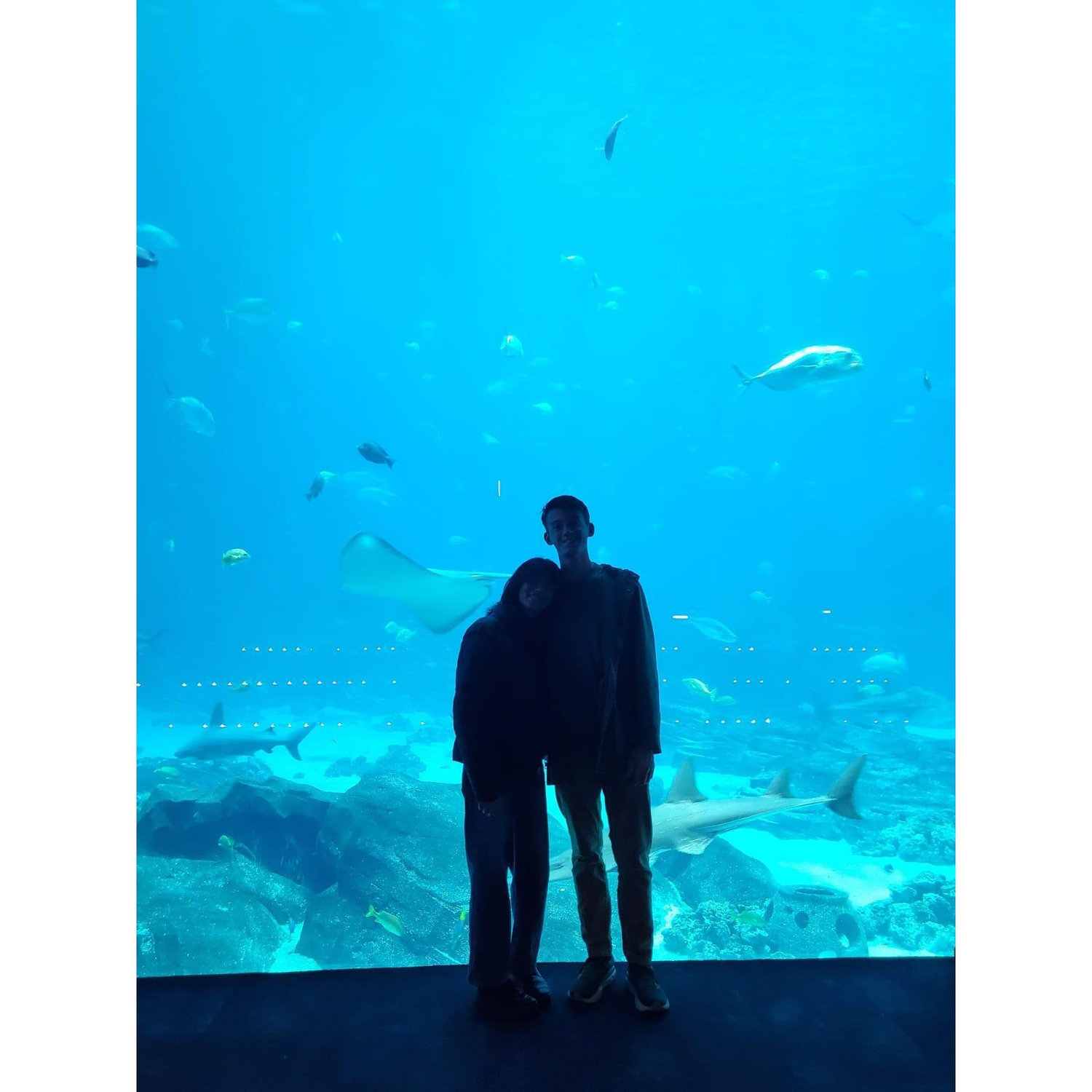 En el acuario de Atlanta