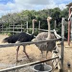 Aruba Ostrich Farm