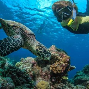 Reef Snorkeling and Swimming in Cenotes