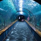 Shedd Aquarium