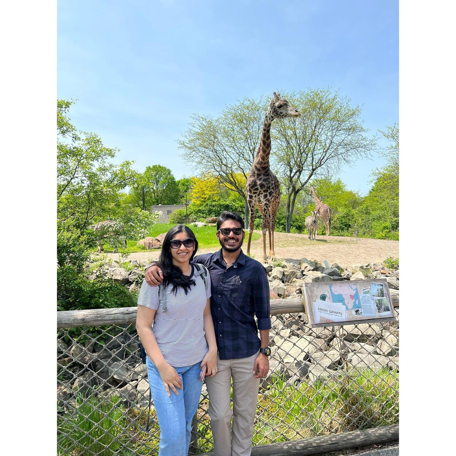 Photo-bombed by a giraffe
