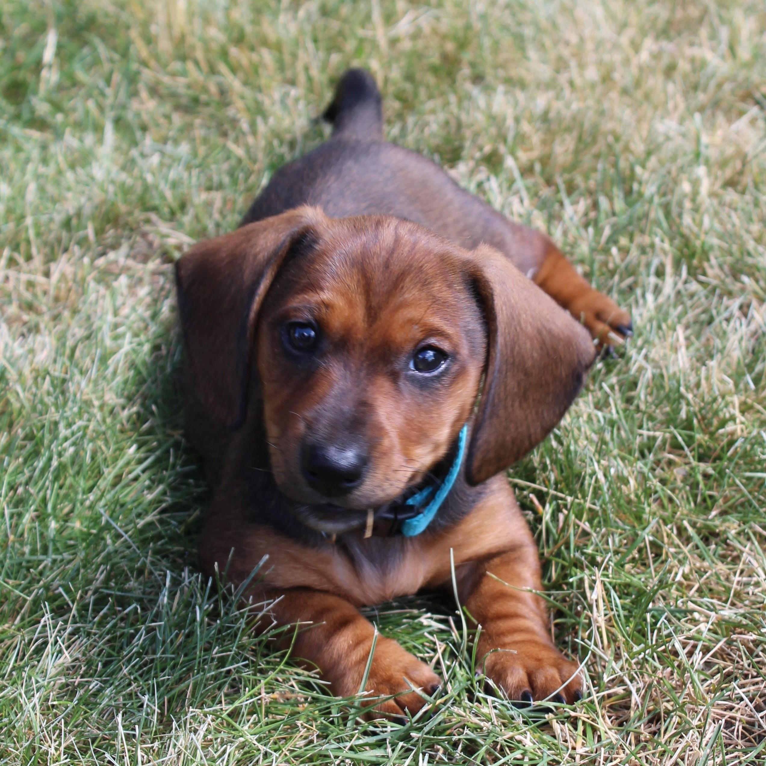 Puppy picture of Penny. Took her home in June 2020. She only weighed 2.5 pounds!