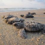 Padre Island National Seashore