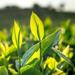 Charleston Tea Garden