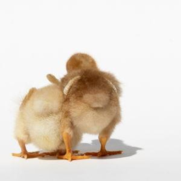 Farm fund