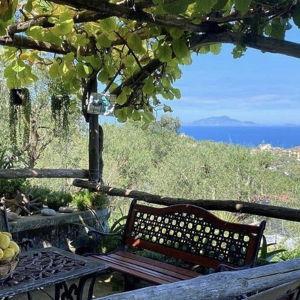 Sorrento Farm and Limoncello, Wine tasting