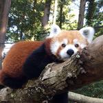 Oglebay Good Zoo