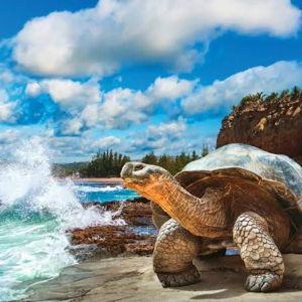 Galapagos! (Venmo - zero fees)