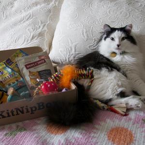 A monthly cat subscription box