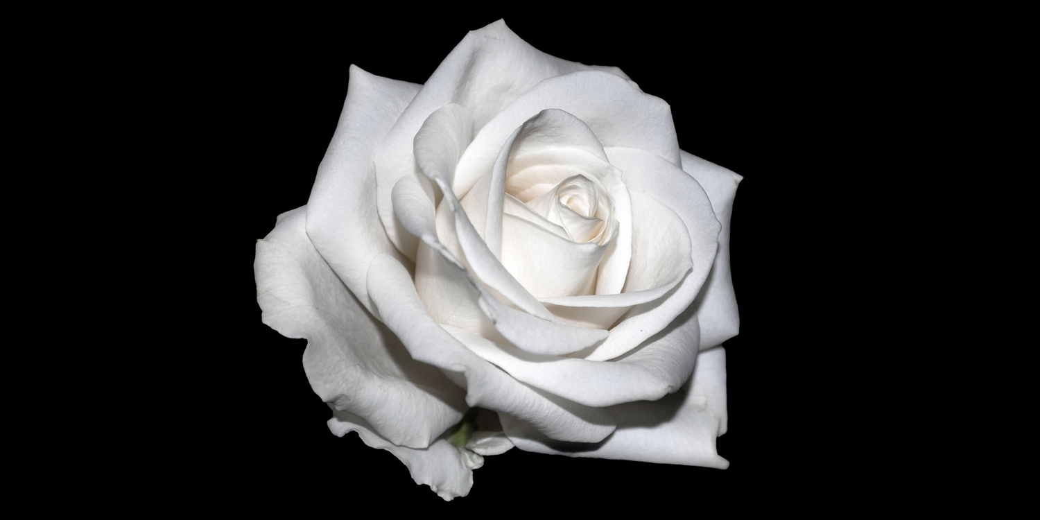The Wedding Website of Shardé Majors and Imani Washington