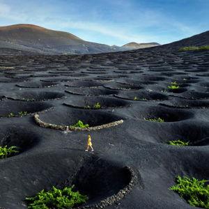 Volcanic Vineyard Tour & Tasting (Lanzarote)