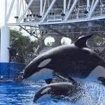 SeaWorld San Antonio